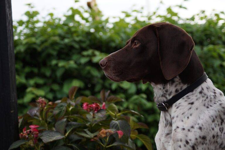 Tips for Designing a Functional and Stylish Laundry Room